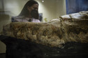 Skamieniały waleń bazylozaur sprzed 36 mln lat znaleziony w Peru