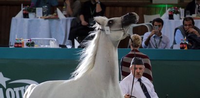 Koniec słynnej aukcji koni. Nie będzie Pride of Poland