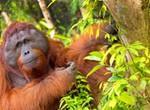Orangutan treats its wound with herbal medicine — scientist has a theory