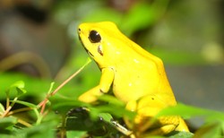 30-latka zmarła po zaaplikowaniu jadu żaby amazońskiej. Prokuratura sprawdzi, czy metoda Kambo jest legalna