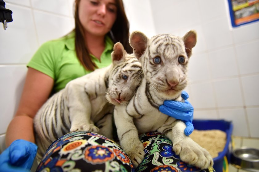 W ZOO Safari w Borysewie urodziły się kolejne tygryski