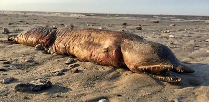 Tajemniczy stwór na plaży. Ocean wyrzucił to podczas huraganu