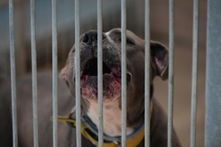 Kontrowersje wokół schroniska Na Paluchu. 'To zaszkodzi zwierzętom'