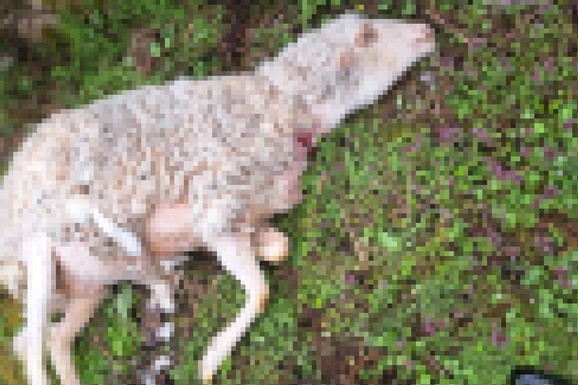 HOROR KOD POŽEGE! Psi lutalice rastrgli 30 ovaca i jagnjadi za mesec dana, meštani u strahu: "I mene su napali, jedva sam se odbranila"