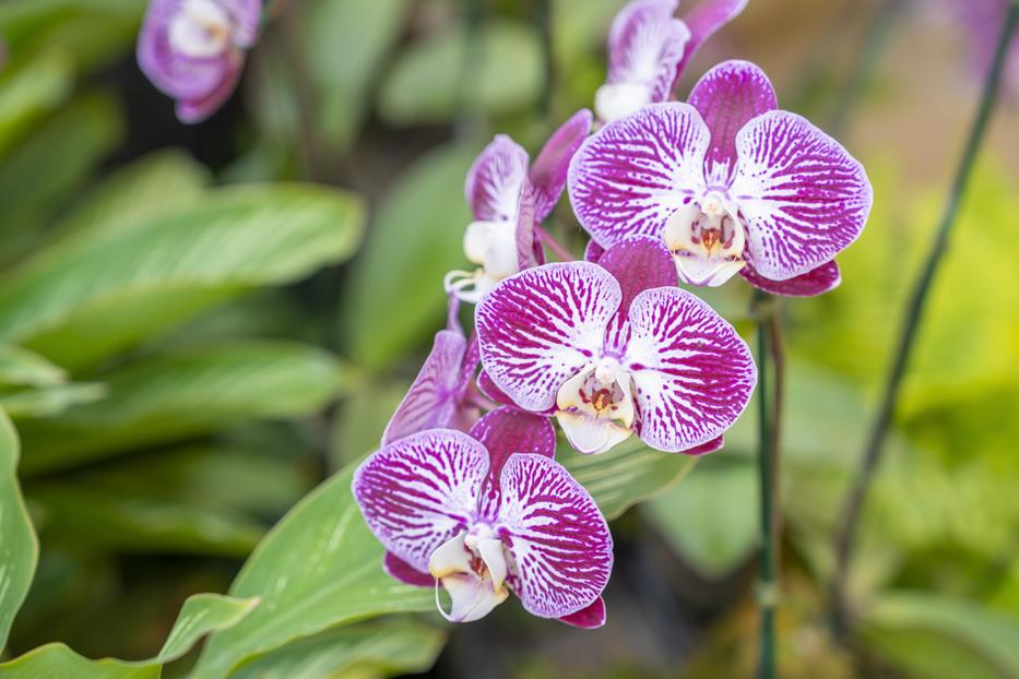 Az orchideák hűvös időben rendkívül érzékenyek a túlöntözésre / Fotó: Northfoto