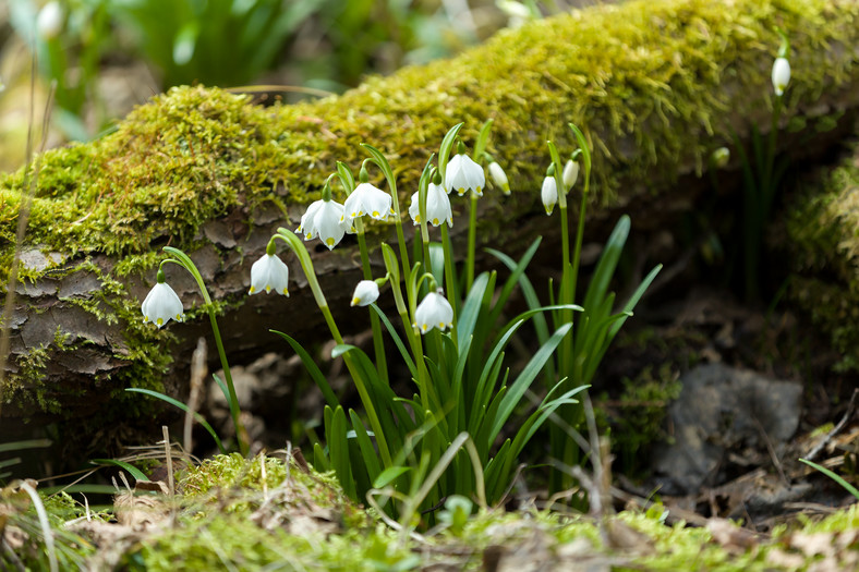 Śnieżyca wiosenna (Leucojum vernum)