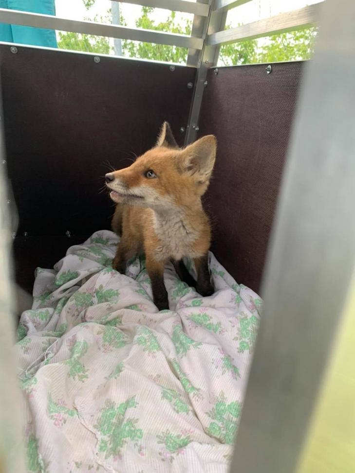 A kis rókának az ijedtségen kívül szerencsére nem esett más baja/ Fotó: Szerencsi Kóborkák Állatvédő Alapítvány 