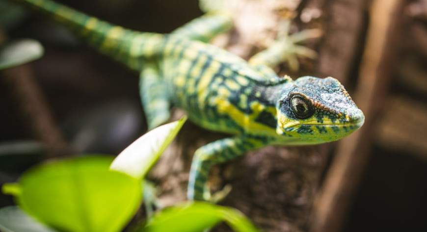 Anolis Kubanski błękitny