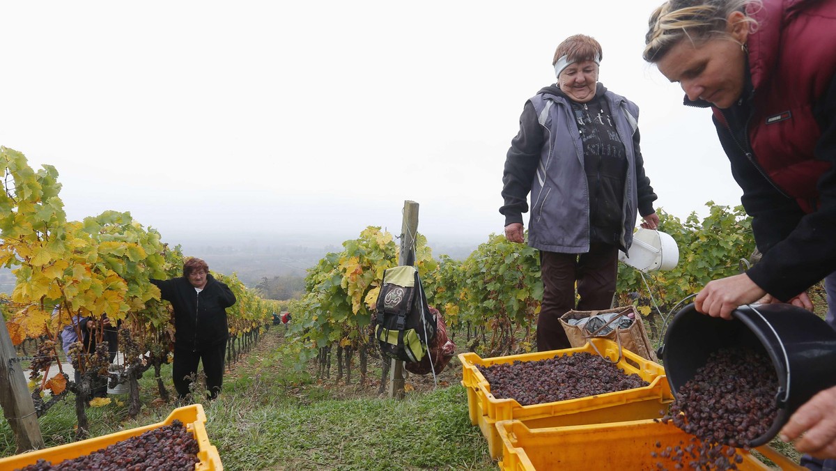 We Włoszech zakończyło się tegoroczne winobranie. Jednocześnie do sprzedaży już trafiło czerwone młode wino Novello z najwcześniej zebranych winogron. Jego pojawieniu się nie nadaje się już jednak takiego rozgłosu, jak jeszcze kilka lat temu.