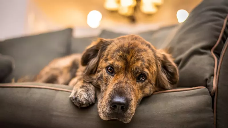 Psy, tak samo jak ludzie, cierpią po śmierci psiego towarzysza Fot. Getty Images