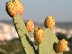 Olej z opuncji figowej: luksusowy kosmetyk do zadań specjalnych. Poznaj go!