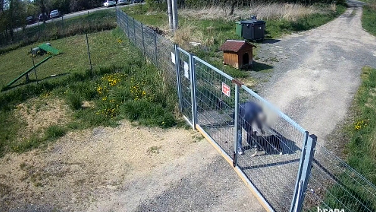 Brutalnie przerzucił psa przez płot schroniska. Odpowie przed sądem [WIDEO]