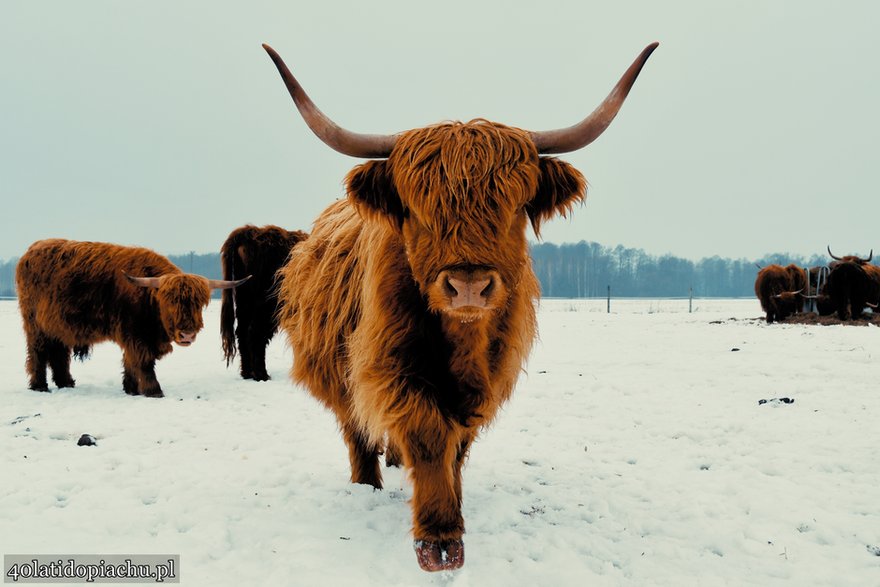 Highland Cattle