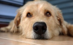 Znęcał się nad psem. Wygolił grzbiet i napisał na nim...