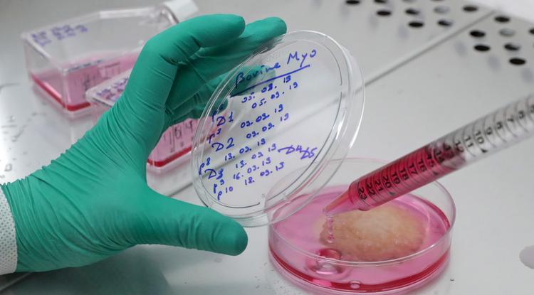 Sejtnövesztett húst állítanak elő egy orosz laboratóriumban, az OKPI-ban