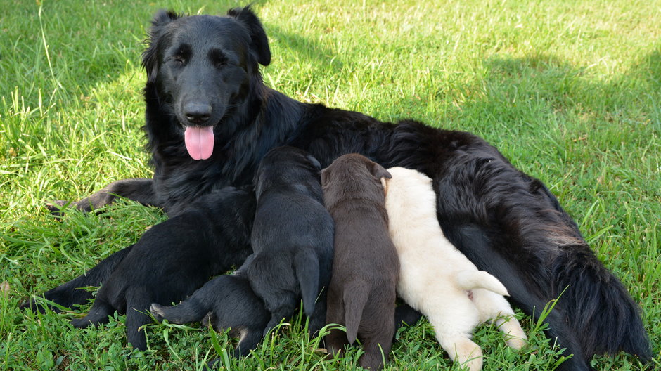 Każdy właściciel psa rasowego może wyrobić mu rodowód - robert6666/stock.adobe.com