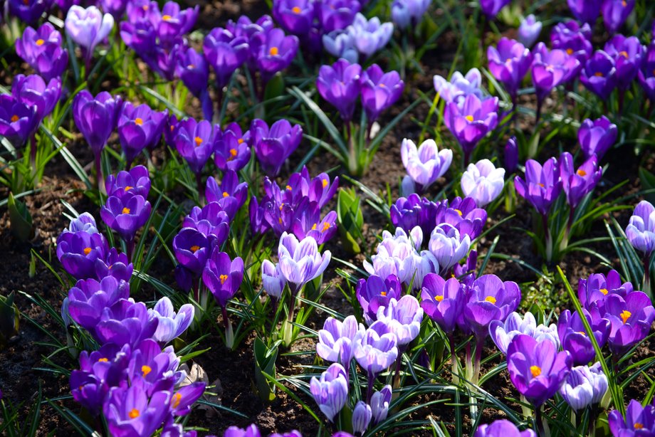 Ogród Keukenhof