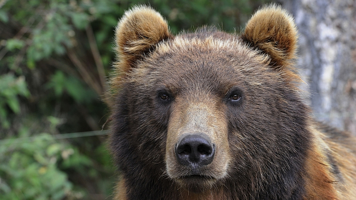 Na pomysł, by na Podhalu stworzyć azyl dla niedźwiedzi, które z jakichś przyczyn nie mogą żyć w środowisku naturalnym, wpadli pracownicy Tatrzańskiego Parku Narodowego - pisze "Dziennik Polski".