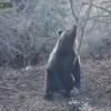 medved na ručku na Tari