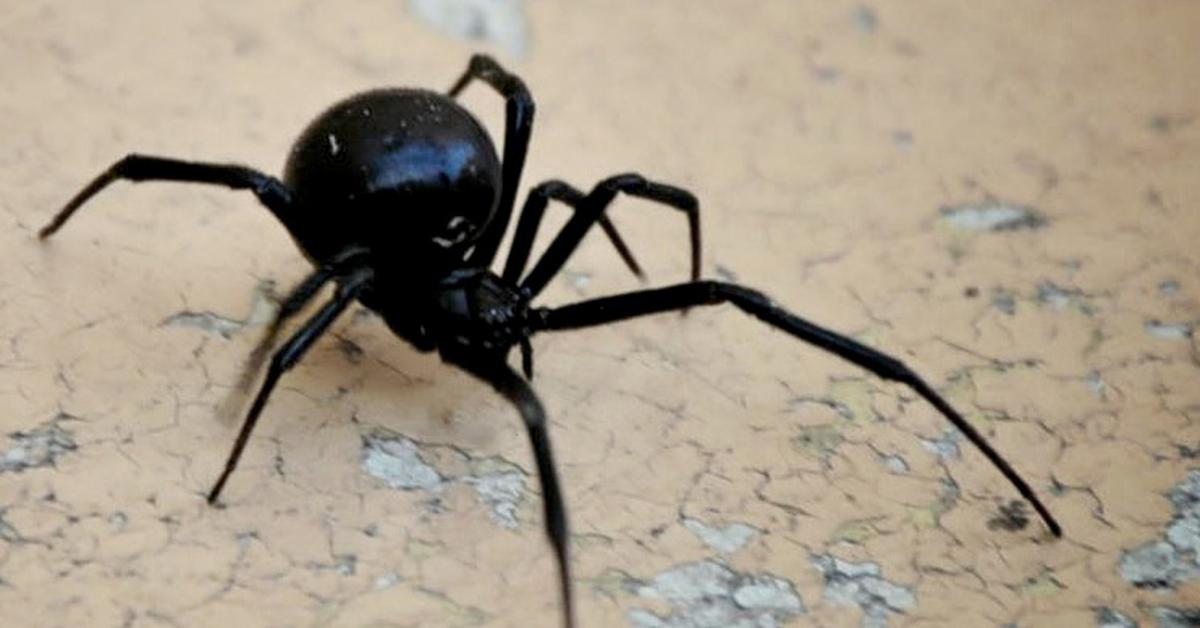 Черная вдова укус смерти 2024. Ядовитые пауки на Кубани. Паук чёрная вдова укус. Чёрные вдовы откусывают.