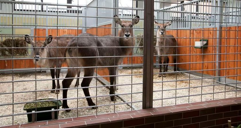 UWAGA! Oto najgorsze polskie zoo. Higiena woła o pomstę do nieba!