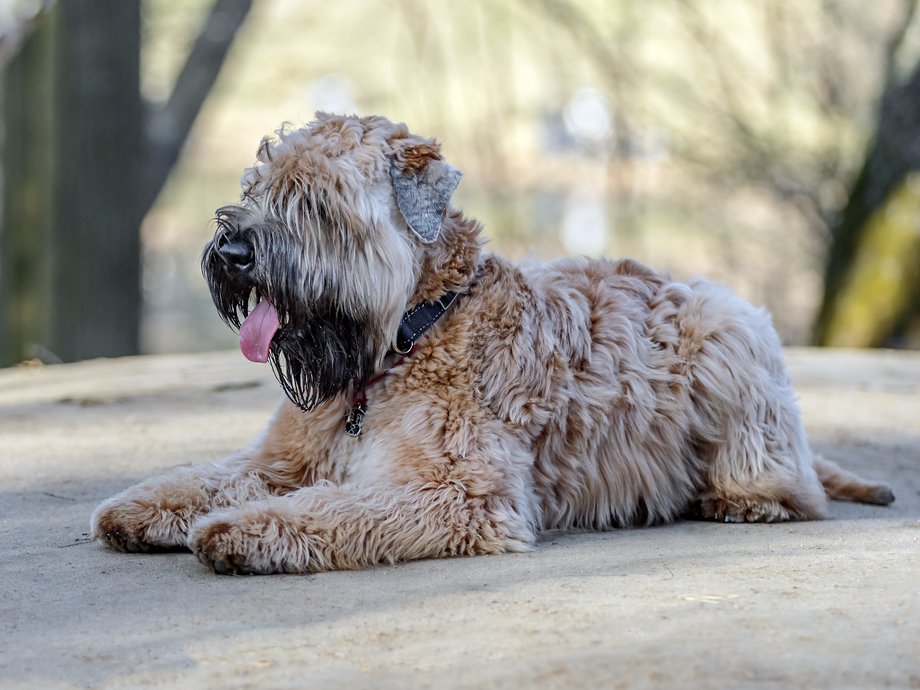 The soft-coated wheater terrier is about average at following orders.