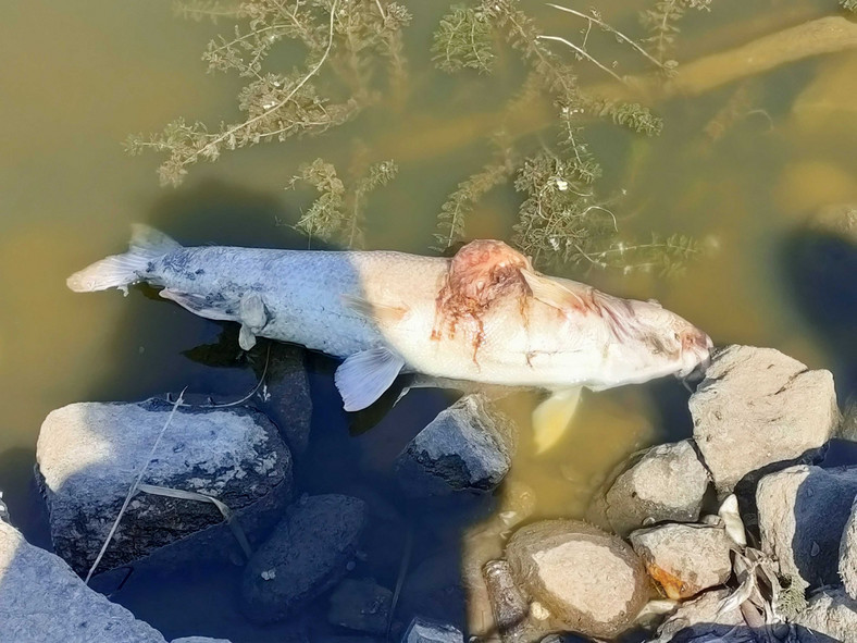 Śnięte ryby nad Odrą. Sytuacja w Słubicach