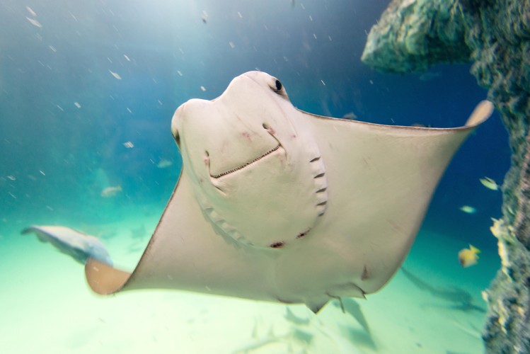 Wrocławskie Afrykarium