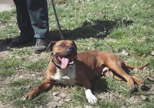 75012_pas-staford01-blic-milos-rafailovic