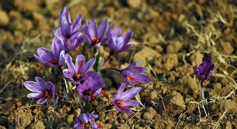 Saffron flowers are seen in full bloom at a field in Pampore