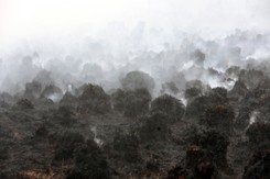 Pożar w Biebrzańskim Parku Narodowym. Biegły: Umyślnie zaprószono ogień w kilku miejscach