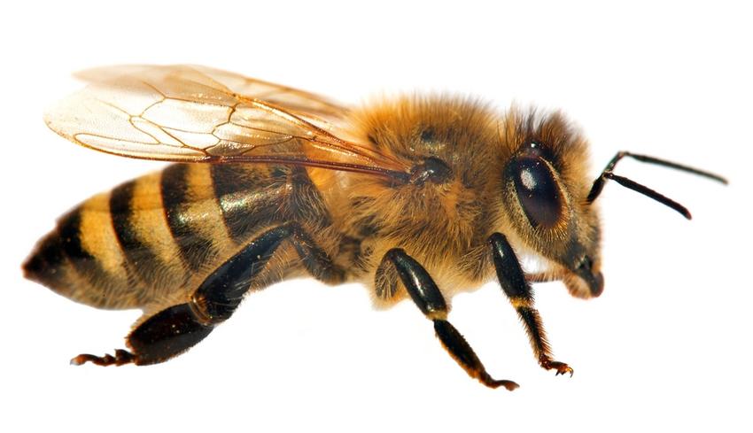 Méhek kezelése
