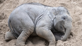 30 ezer hőkamerás felvétel készült állatkerti elefántokról: egy nemes ügy érdekében született meg a  projekt