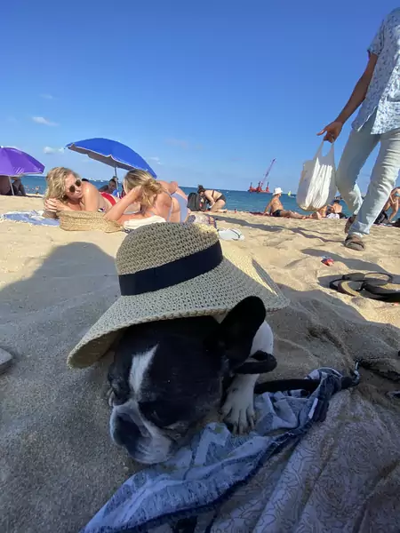 Pies Karoliny na plaży