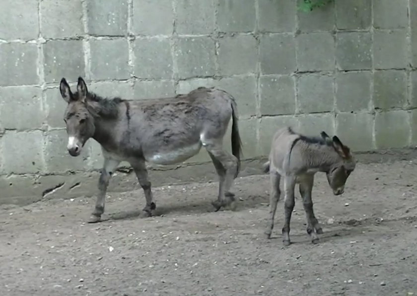 Mali mieszkańcy Nowego Zoo