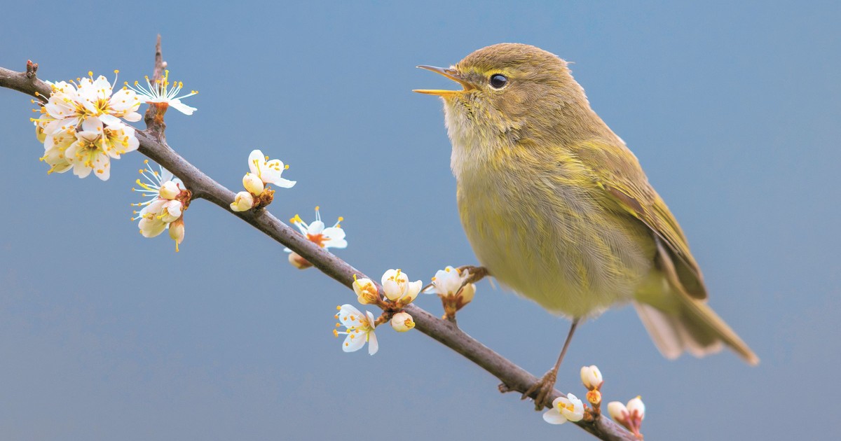 Śpiew tego drobnego ptak zna prawie każdy. Ma bardzo charakterystyczny głos