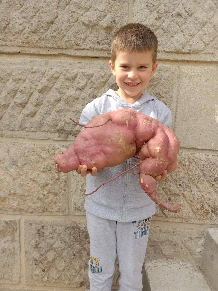 Krompir ponos cele porodice