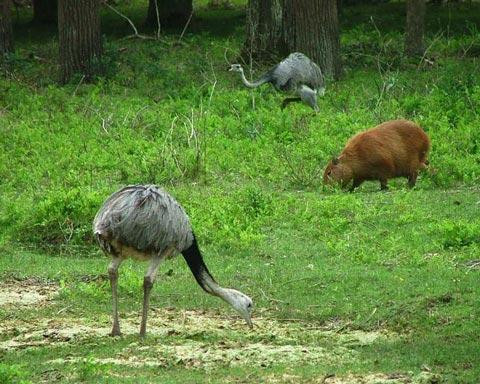 Galeria Argentyna - Delta rzek Parany i Urugwaju, fauna, obrazek 18