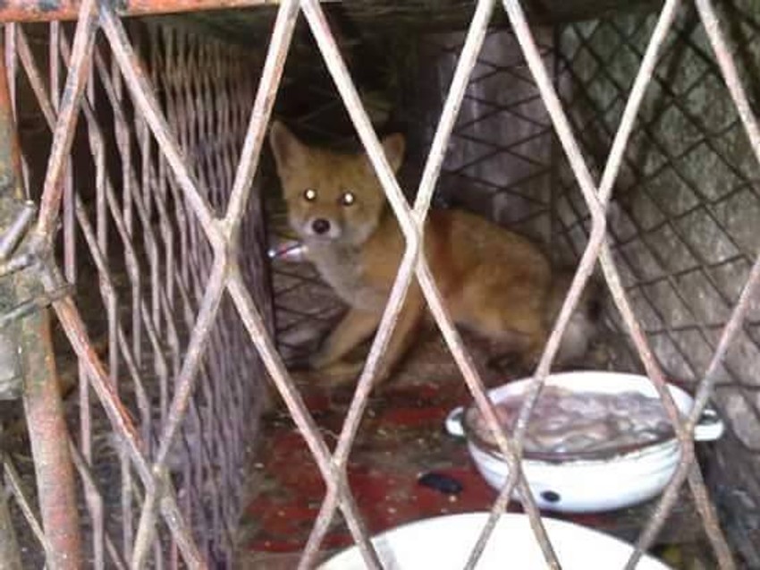 Životinje vezivao i zatvarao u kaveze 