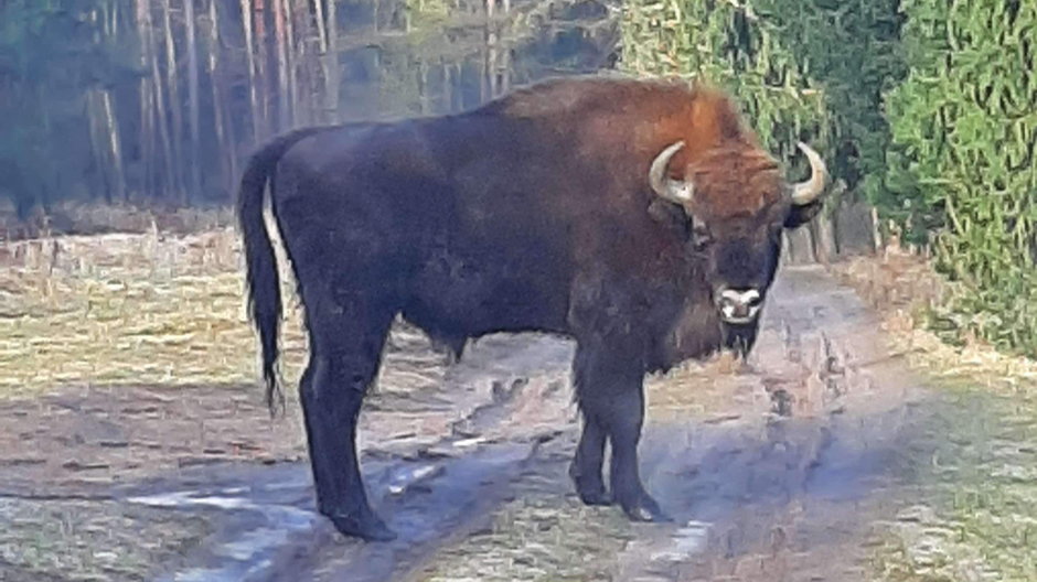 Żubr na terenie Nadleśnictwa Łopuchówko