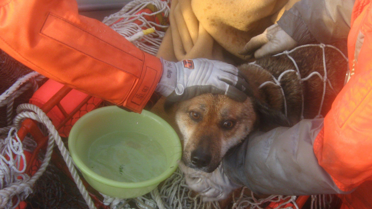 Japońska straż przybrzeżna patrolująca japońskie plaże po trzęsieniu ziemi uratowała dzisiaj psa, który został zmyty do morza przez falę tsunami trzy tygodnie temu. Cały ten czas zwierzę spędziło na dachu zniszczonego domu - czytamy na stronach cbc.ca.