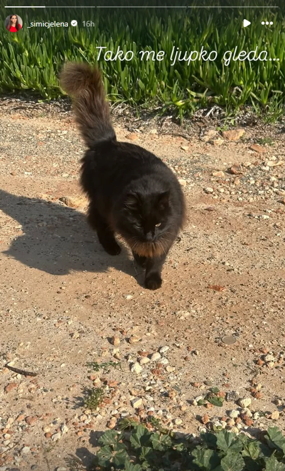 Jelena Simić, objava