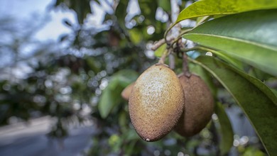 Owoc o smaku toffi? Reguluje poziom cukru we krwi. Kup zamiast słodyczy