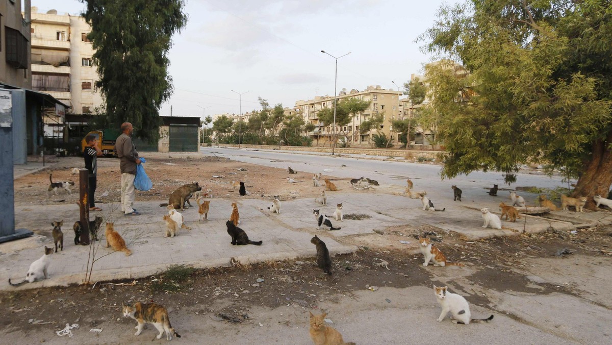 Cats that Alaa, an ambulance driver, feeds everyday in Masaken Hanano rest along a street in Aleppo