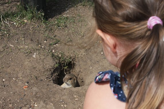  Susły na słowackiej polanie