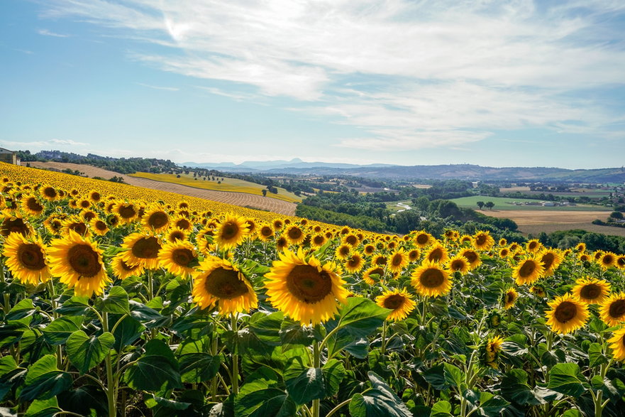"Letni krajobraz regionu Marche"