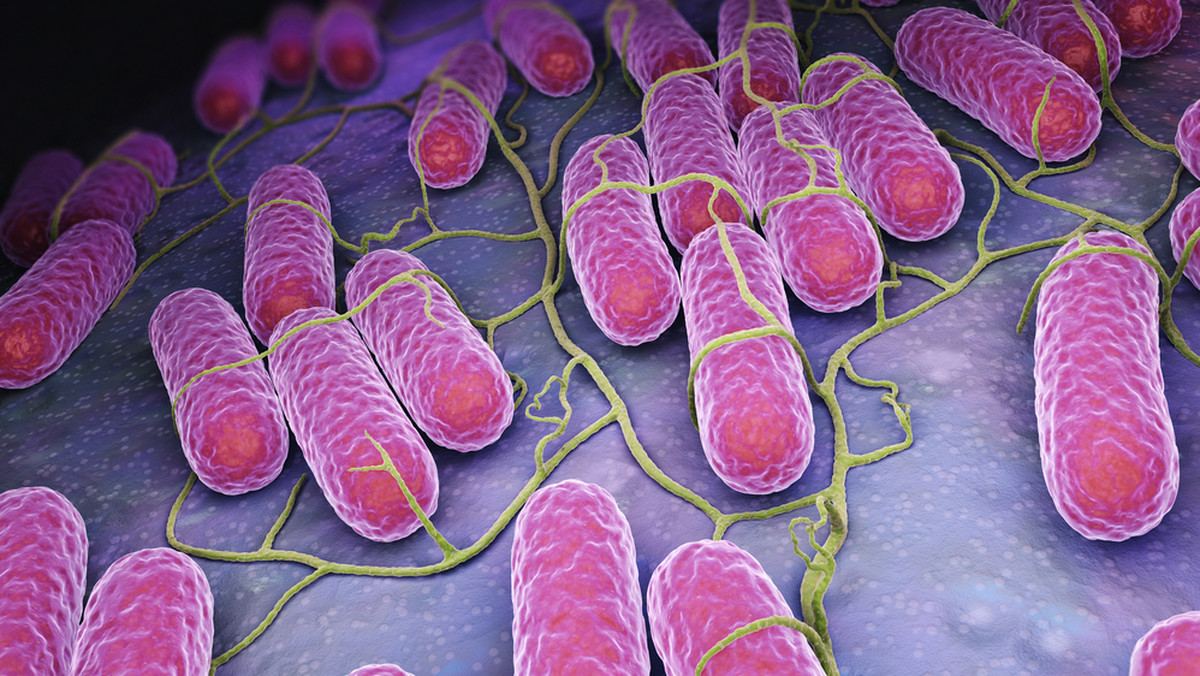 Salmonella jest bakterią kojarzoną przede wszystkim z jajkami. Wywołuje salmonellozę - chorobę dotykającą rocznie 10 tys. Polaków. Jak się przed nią chronić, jak uniknąć zagrożenia? Jakie objawy powinny nas zaniepokoić?