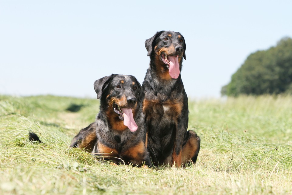 Owczarek francuski beauceron