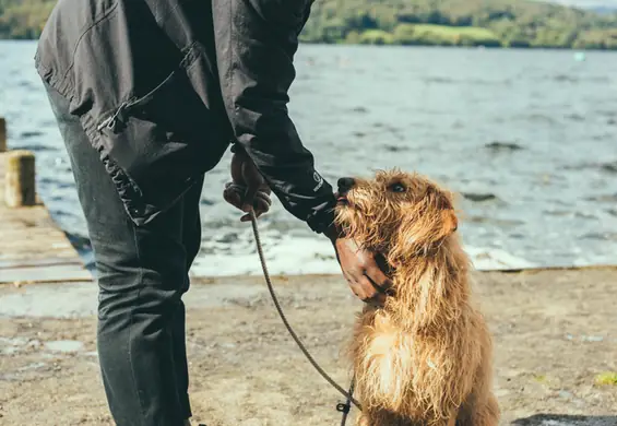 Depresja - kiedy nie pomagają leki, nadzieją może być adopcja zwierzaka