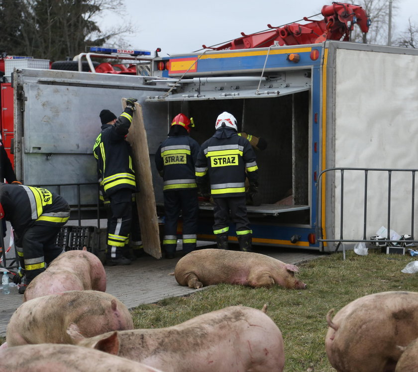 Wypadek. Przewrócił się tir ze świniami